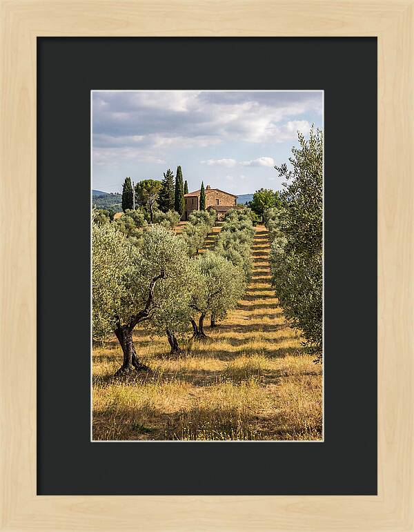 Farmhouse Among Olive Trees
