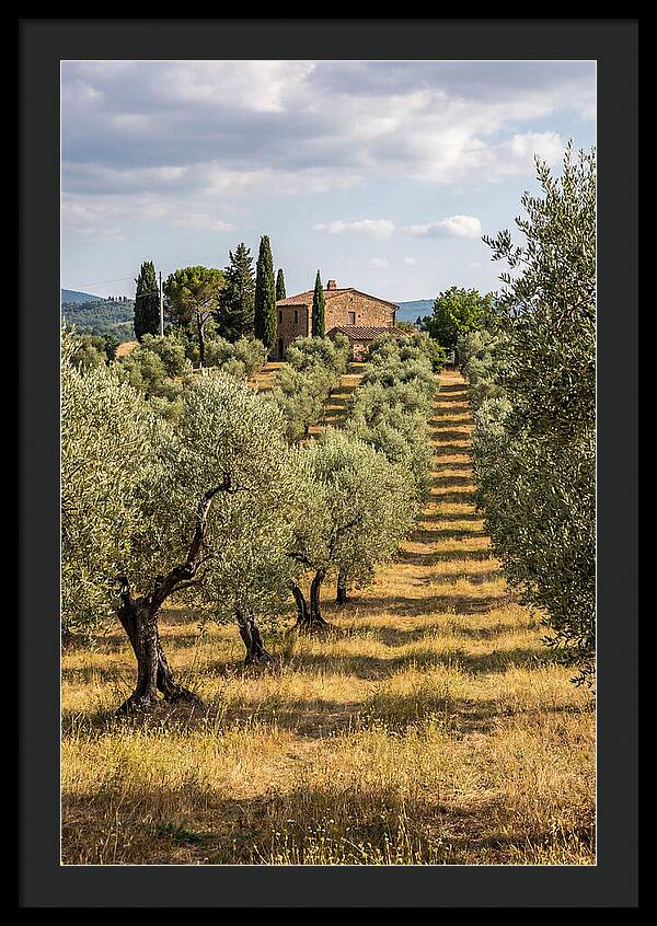 Farmhouse Among Olive Trees
