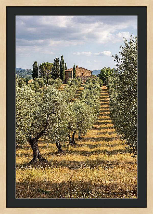 Farmhouse Among Olive Trees