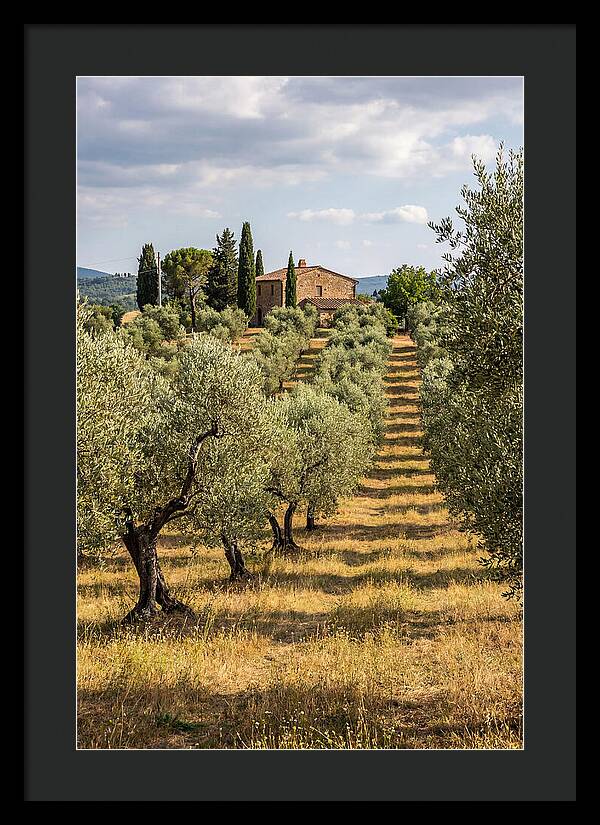 Farmhouse Among Olive Trees