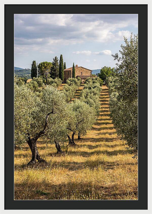 Farmhouse Among Olive Trees