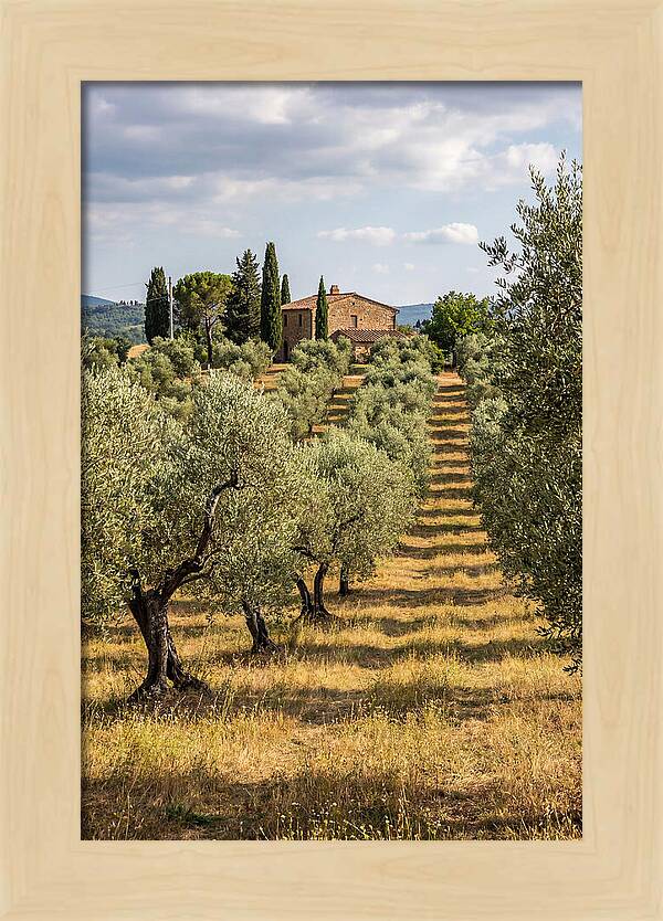 Farmhouse Among Olive Trees
