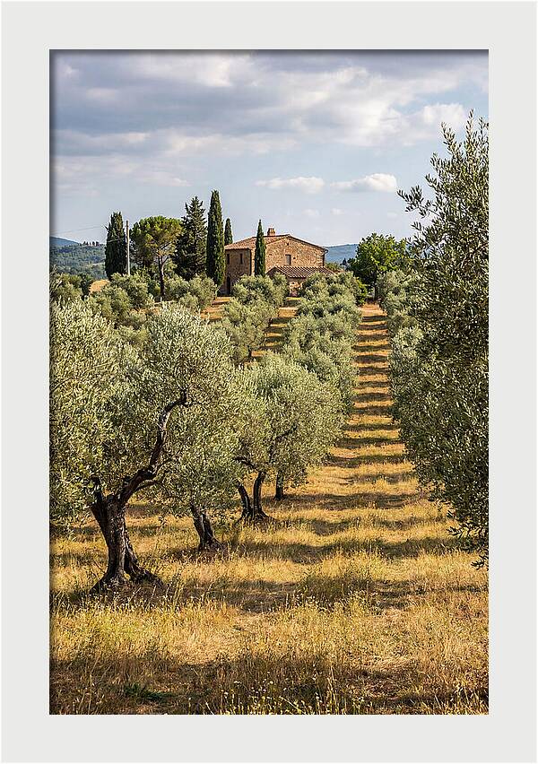 Farmhouse Among Olive Trees
