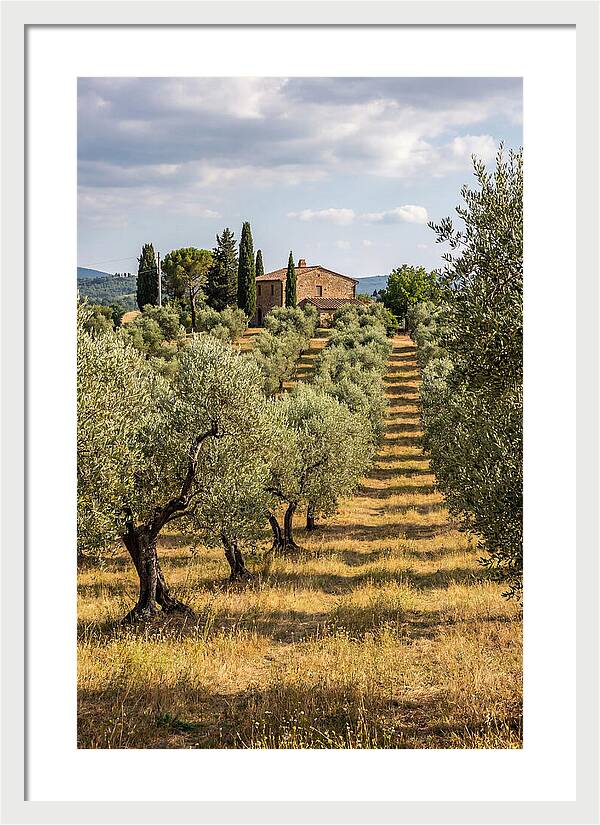 Farmhouse Among Olive Trees