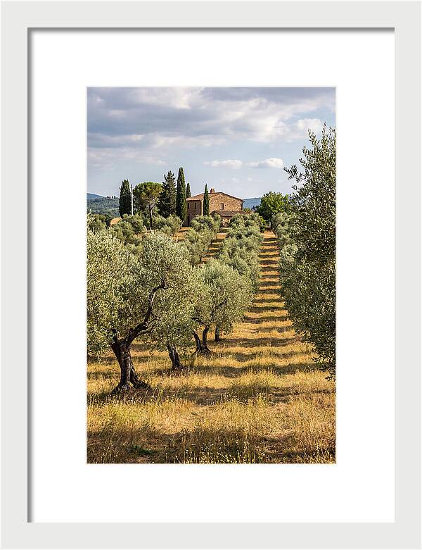 Farmhouse Among Olive Trees