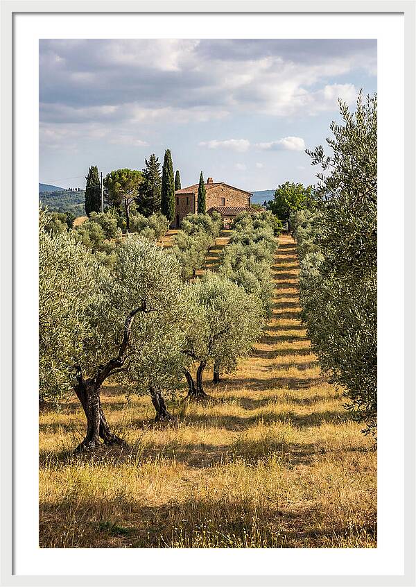 Farmhouse Among Olive Trees