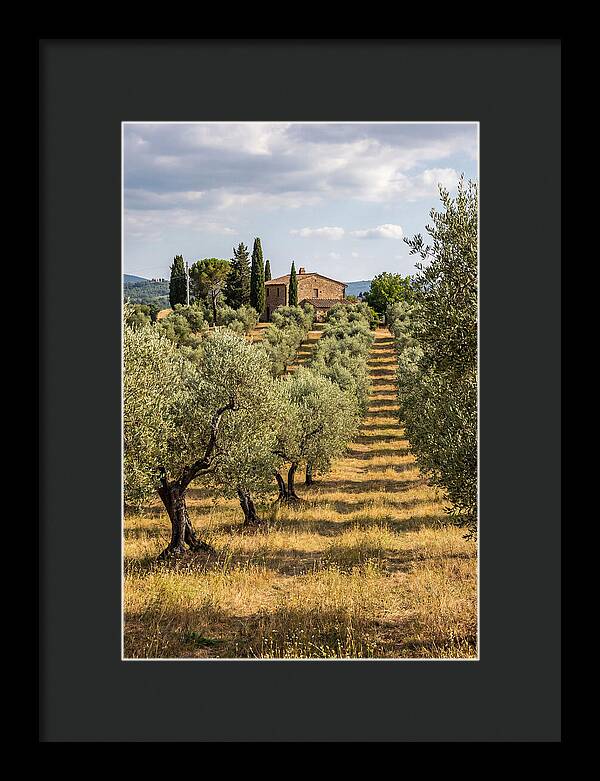 Farmhouse Among Olive Trees