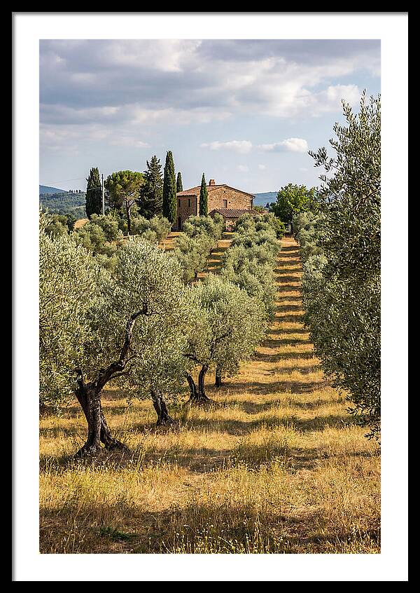 Farmhouse Among Olive Trees
