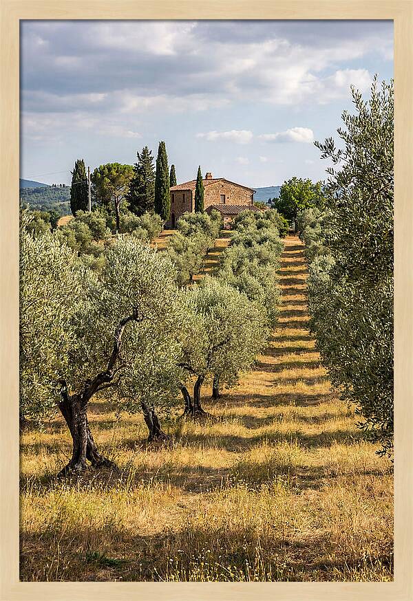 Farmhouse Among Olive Trees