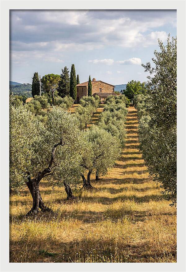Farmhouse Among Olive Trees