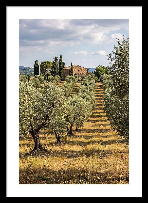 Farmhouse Among Olive Trees
