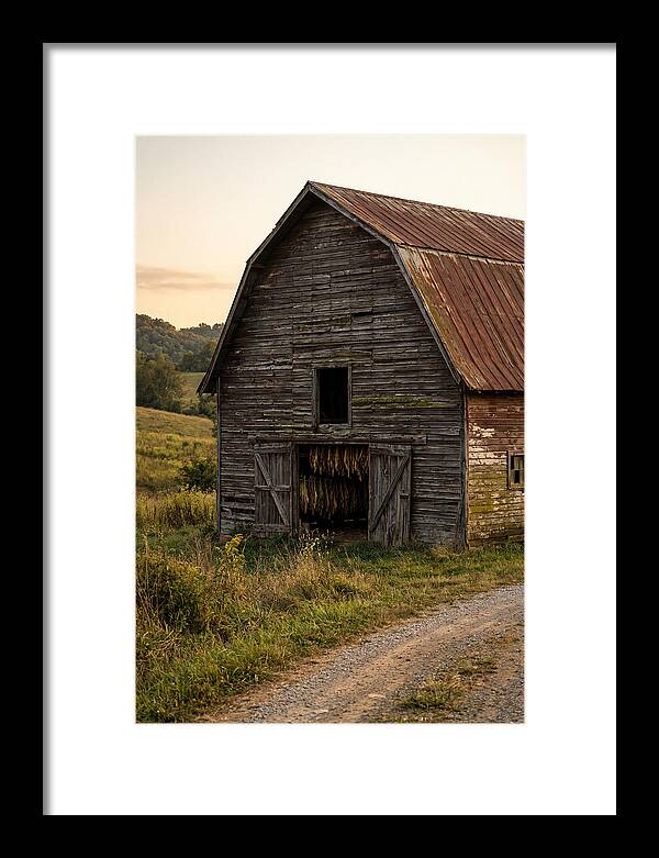 Farmhouse Tobacco Harvesting Scene