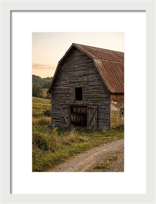 Farmhouse Tobacco Harvesting Scene