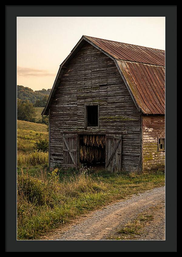 Farmhouse Tobacco Harvesting Scene