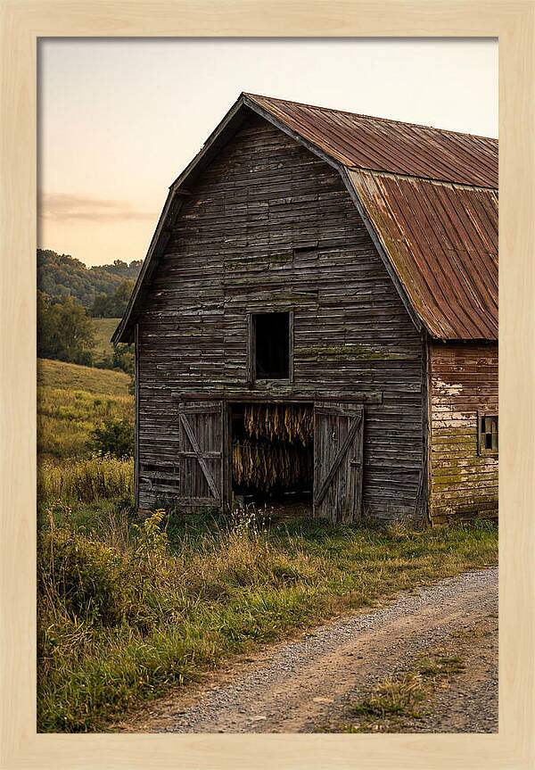 Farmhouse Tobacco Harvesting Scene