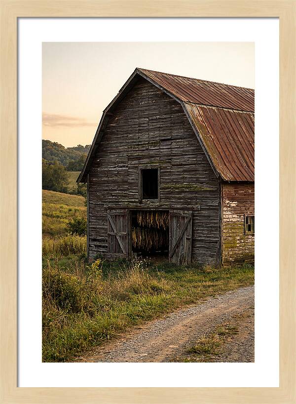 Farmhouse Tobacco Harvesting Scene