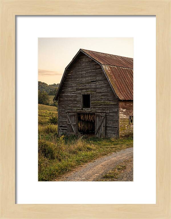 Farmhouse Tobacco Harvesting Scene