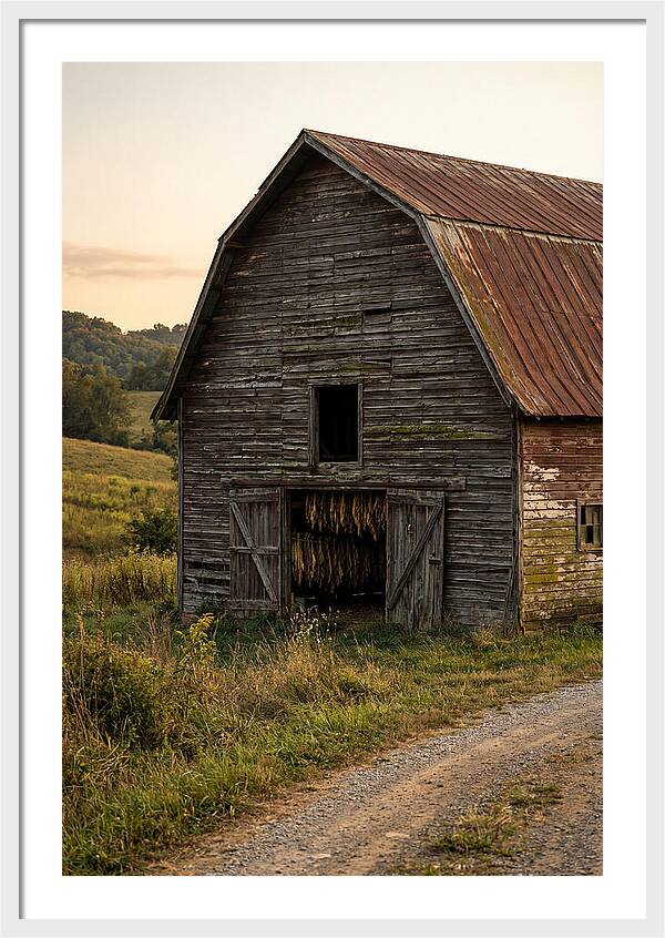 Farmhouse Tobacco Harvesting Scene