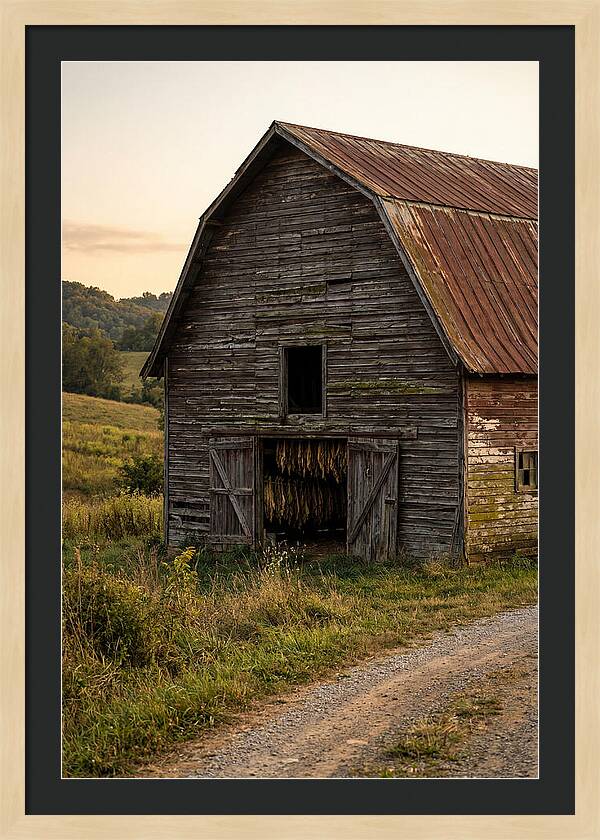 Farmhouse Tobacco Harvesting Scene