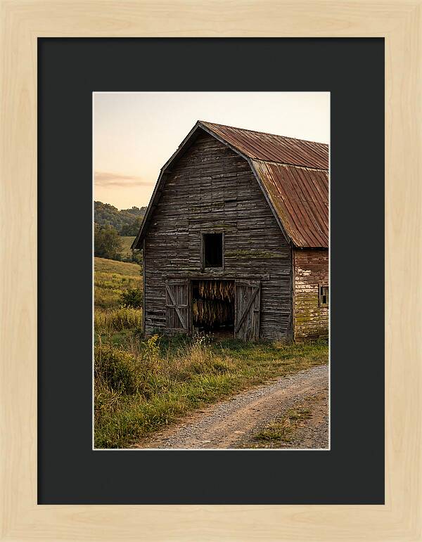 Farmhouse Tobacco Harvesting Scene