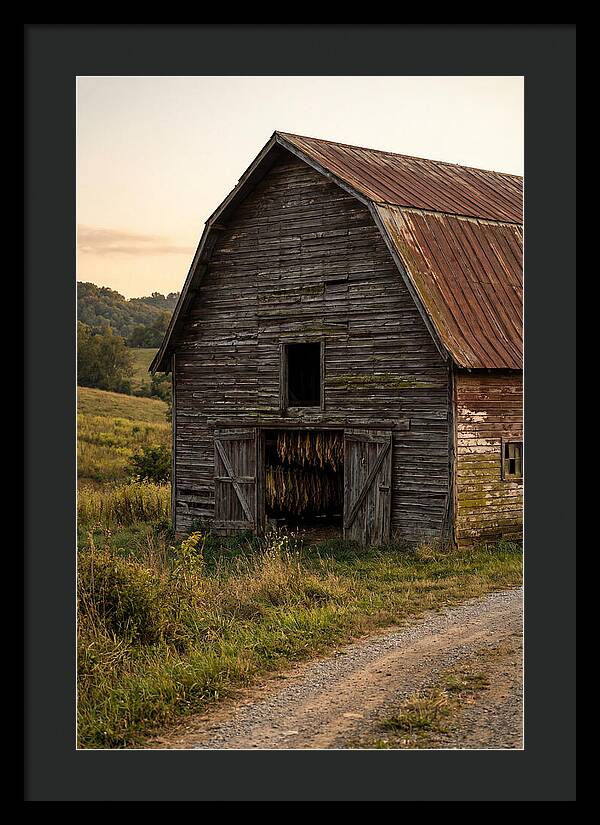 Farmhouse Tobacco Harvesting Scene