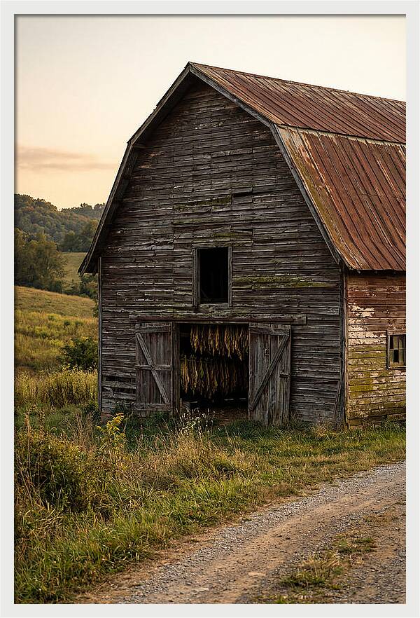 Farmhouse Tobacco Harvesting Scene