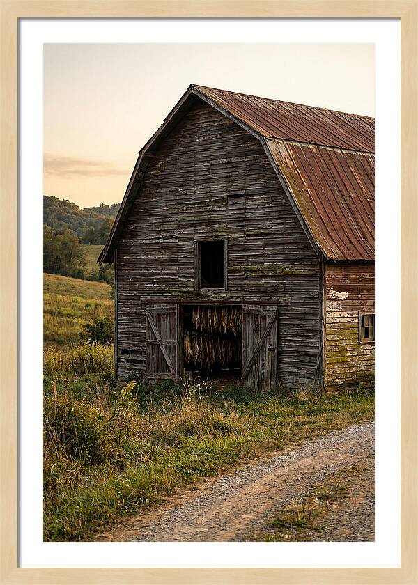 Farmhouse Tobacco Harvesting Scene