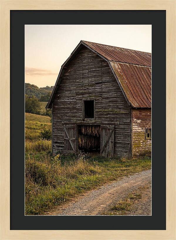Farmhouse Tobacco Harvesting Scene