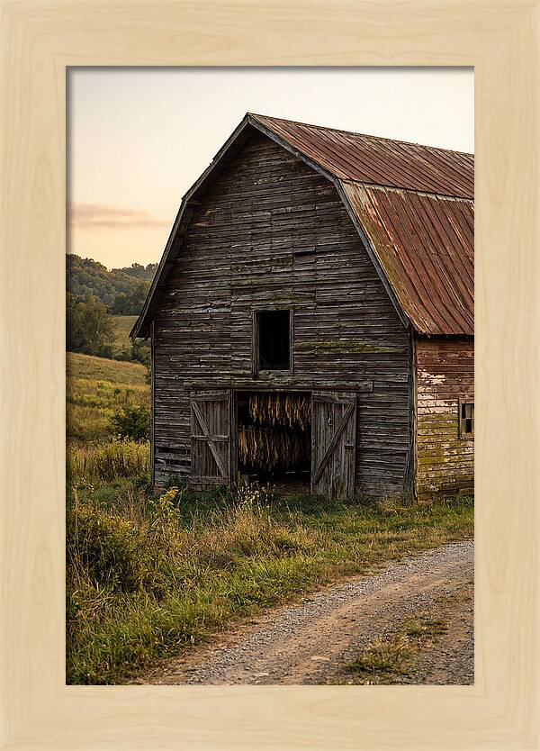 Farmhouse Tobacco Harvesting Scene