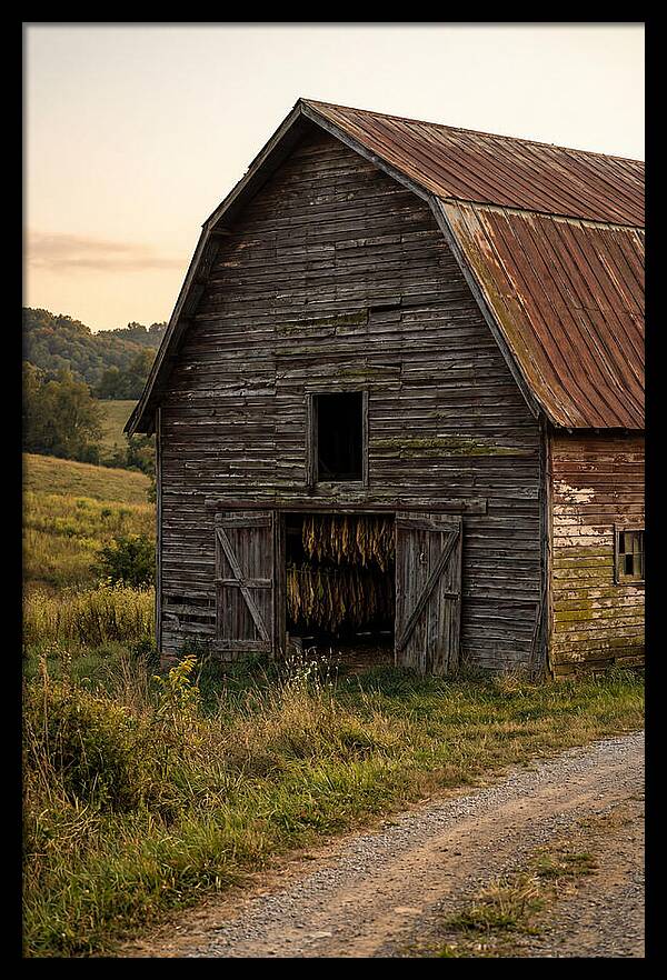 Farmhouse Tobacco Harvesting Scene