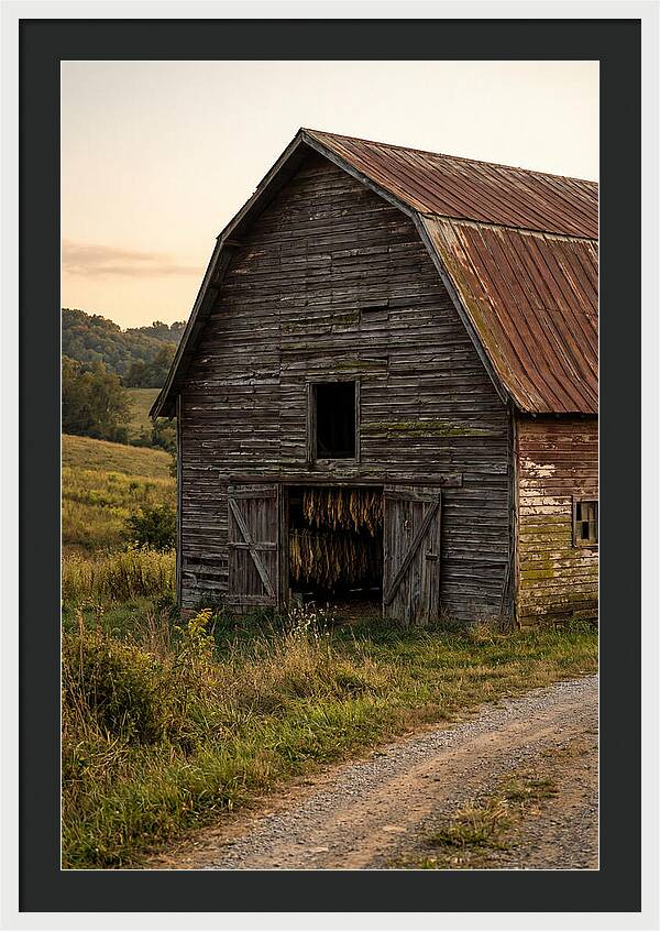 Farmhouse Tobacco Harvesting Scene