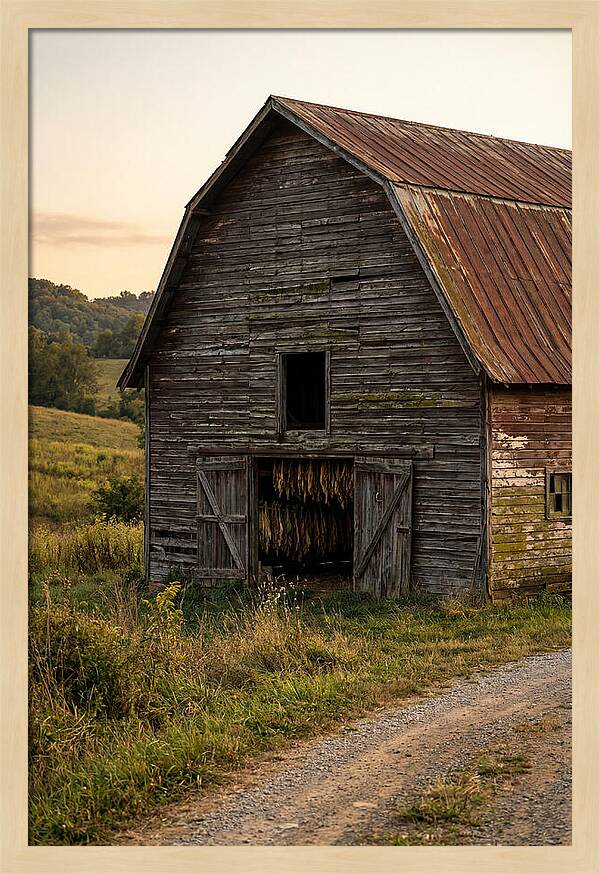 Farmhouse Tobacco Harvesting Scene