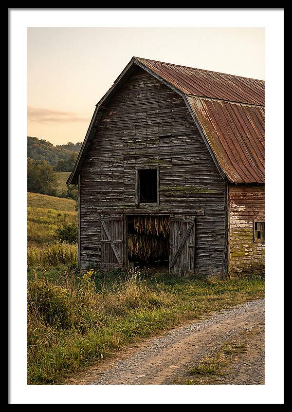 Farmhouse Tobacco Harvesting Scene