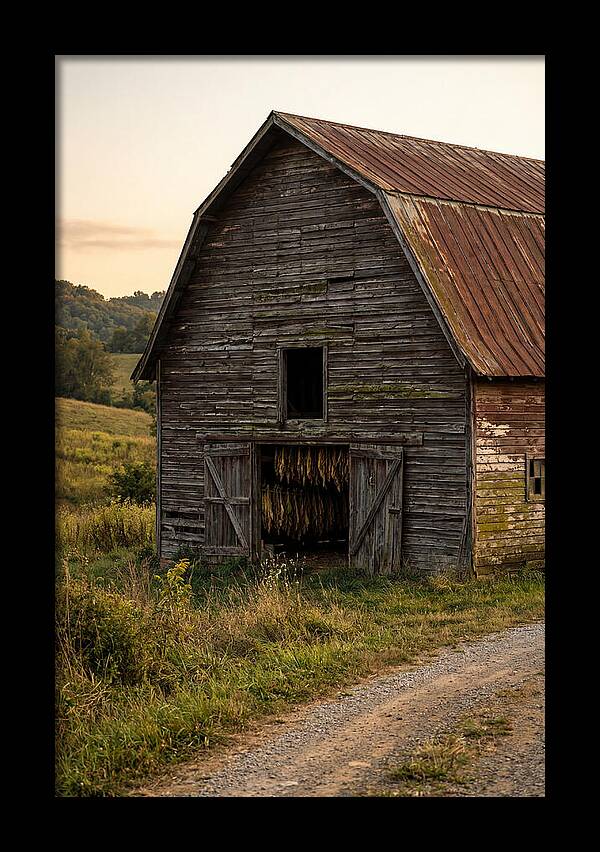 Farmhouse Tobacco Harvesting Scene