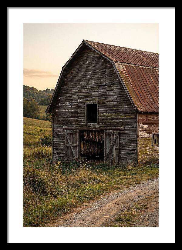 Farmhouse Tobacco Harvesting Scene