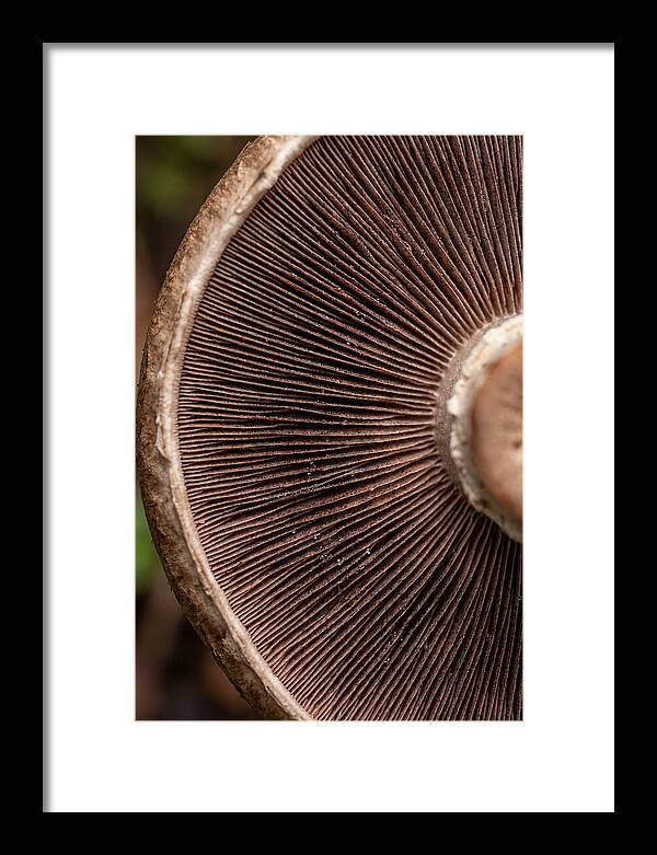 Fascinating Fungi Patterns