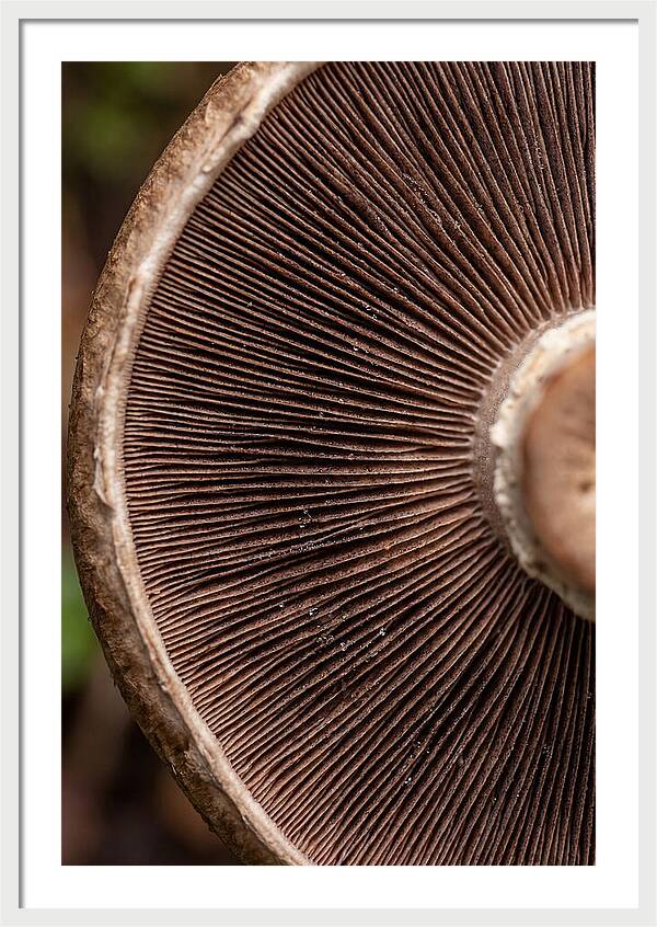 Fascinating Fungi Patterns