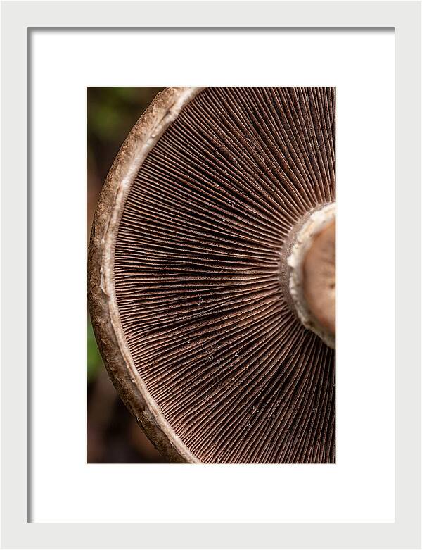 Fascinating Fungi Patterns