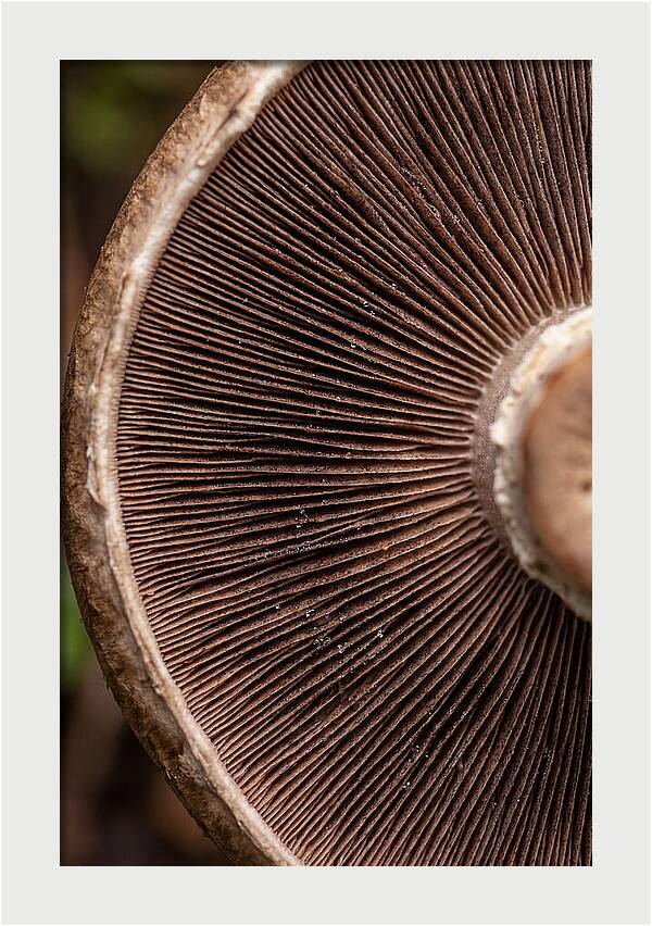 Fascinating Fungi Patterns