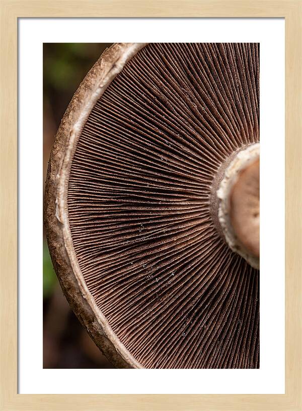 Fascinating Fungi Patterns