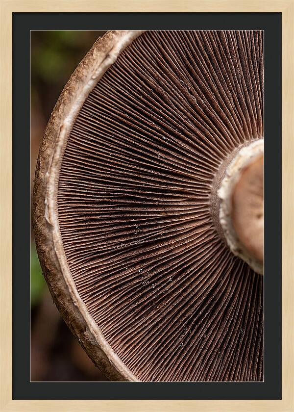 Fascinating Fungi Patterns