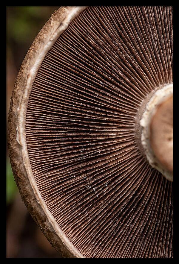 Fascinating Fungi Patterns