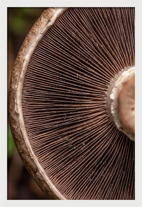 Fascinating Fungi Patterns