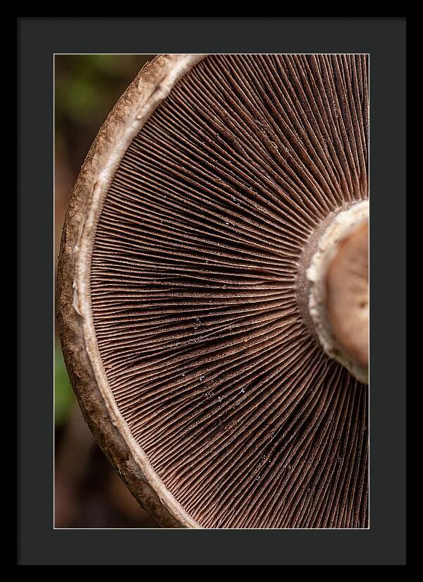Fascinating Fungi Patterns