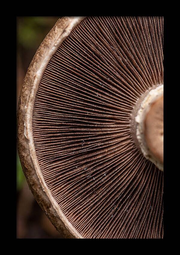 Fascinating Fungi Patterns