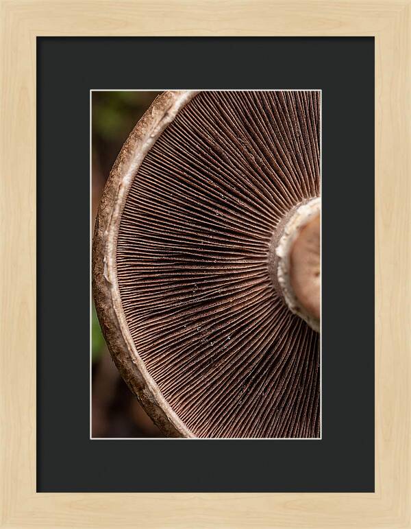 Fascinating Fungi Patterns