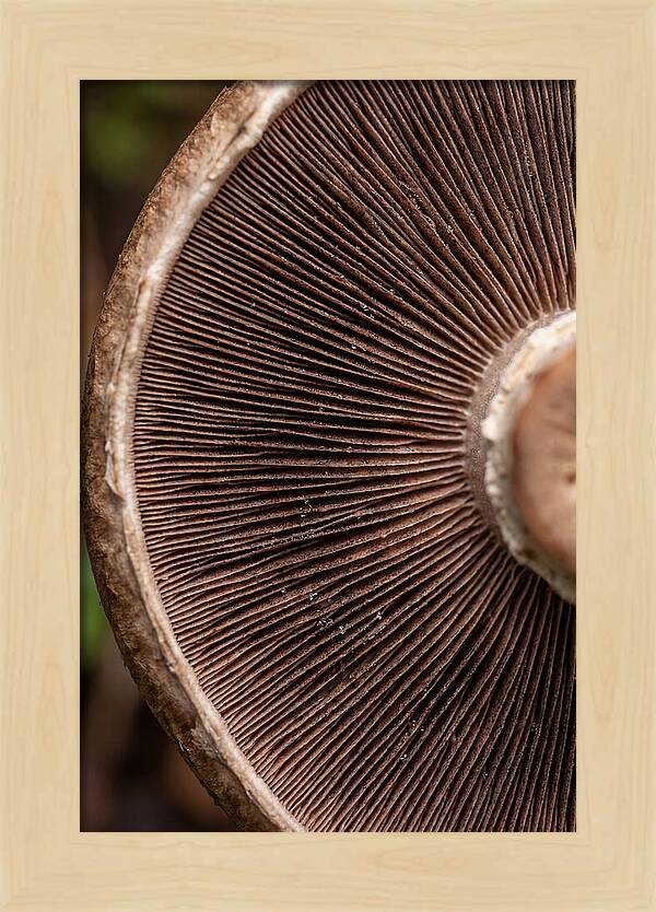 Fascinating Fungi Patterns