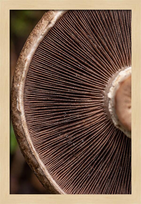 Fascinating Fungi Patterns