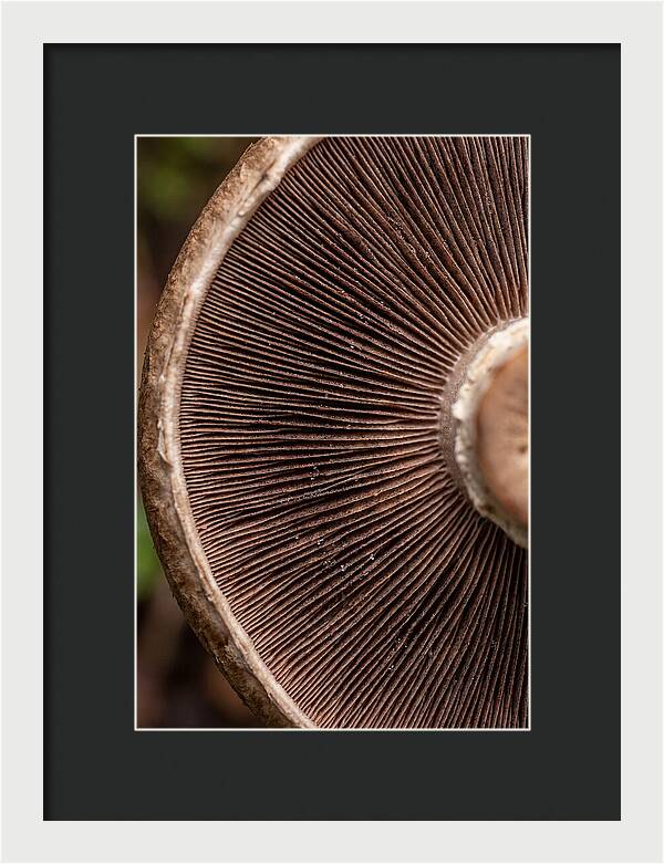 Fascinating Fungi Patterns