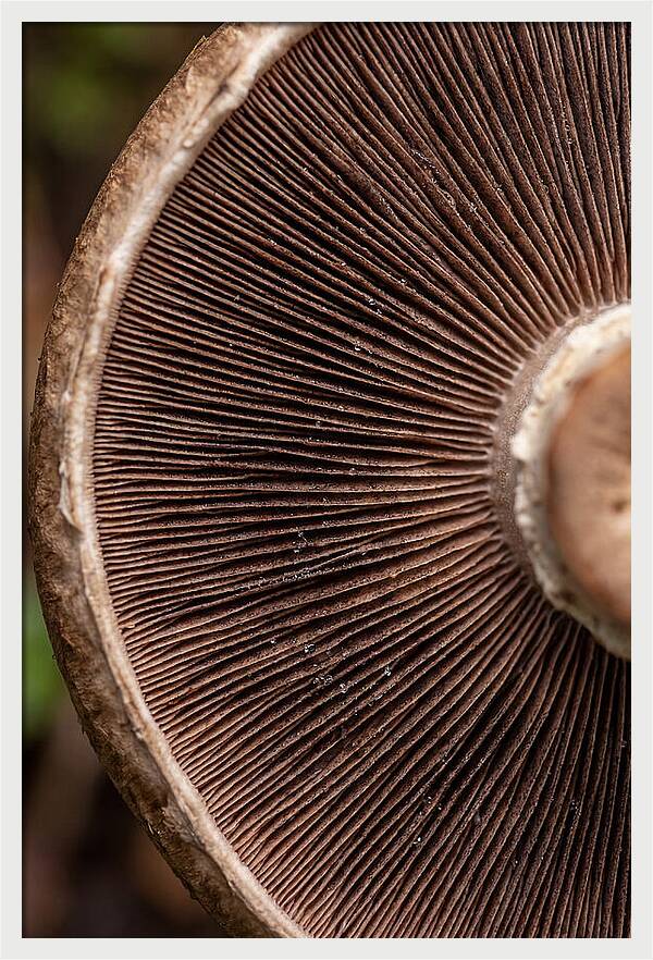 Fascinating Fungi Patterns